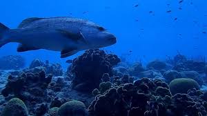 Image result for Lutjanus cyanopterus