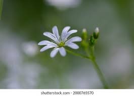 Attēlu rezultāti vaicājumam “Stellaria graminea flower”