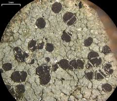 Attēlu rezultāti vaicājumam “Trapelia coarctata”