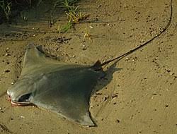 Image result for Rhinoptera brasiliensis