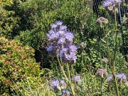 Attēlu rezultāti vaicājumam “Phacelia tanacetifolia”