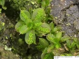 Attēlu rezultāti vaicājumam “Syntrichia papillosa”