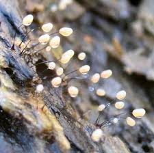 Attēlu rezultāti vaicājumam “Comatricha alta stalked”