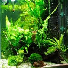 Attēlu rezultāti vaicājumam “Hildenbrandia rivularis”