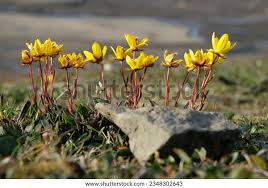 Attēlu rezultāti vaicājumam “Saxifraga hirculus”