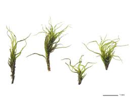 Attēlu rezultāti vaicājumam “Dicranella cerviculata”