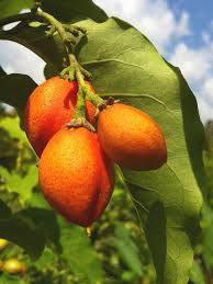 Attēlu rezultāti vaicājumam “Potentilla argentea fruit”
