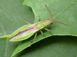 Attēlu rezultāti vaicājumam “Myrmus miriformis”