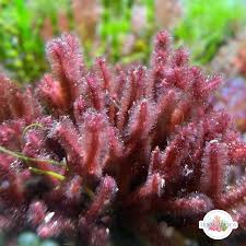 Attēlu rezultāti vaicājumam “Diderma globosum macro”