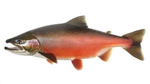 Image result for Oncorhynchus kisutch