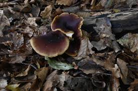 Attēlu rezultāti vaicājumam “Polyporus badius”