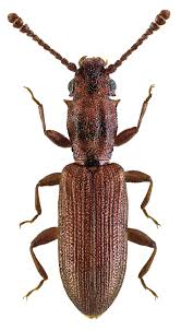 Attēlu rezultāti vaicājumam “Silvanidae”