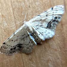 Attēlu rezultāti vaicājumam “Idaea dimidiata”