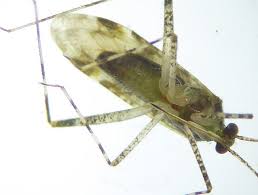 Attēlu rezultāti vaicājumam “Phytocoris longipennis”