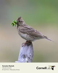 Image result for Alauda arvensis