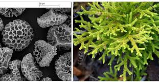 Attēlu rezultāti vaicājumam “Enteridium liceoides spores”