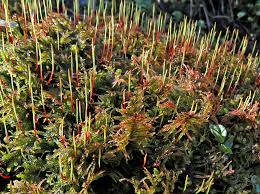 Attēlu rezultāti vaicājumam “Palustriella commutata sporophyte”