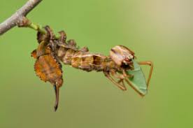 Attēlu rezultāti vaicājumam “Libellula quadrimaculata larva”
