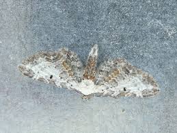 Attēlu rezultāti vaicājumam “Eupithecia succenturiata”