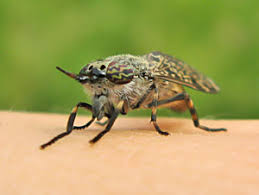 Attēlu rezultāti vaicājumam “Anacampsis blatariella”