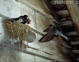 Attēlu rezultāti vaicājumam “Hirundo rustica nest”