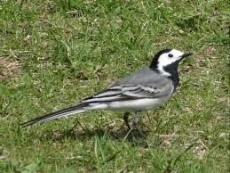 Image result for Motacilla alba