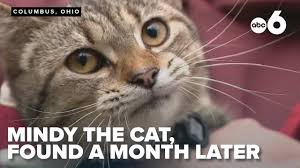 Image result for cat found