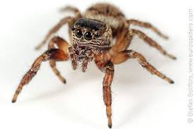 Attēlu rezultāti vaicājumam “Evarcha falcata female”