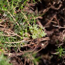 Attēlu rezultāti vaicājumam “Trichiaceae, Hemitrichiaceae, Arcyriaceae”