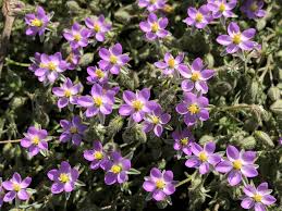 Attēlu rezultāti vaicājumam “Saelania glaucescens sporophyte”