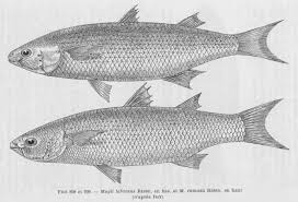 Image result for Liza ramada