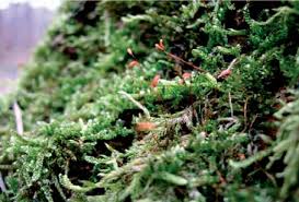 Attēlu rezultāti vaicājumam “Pleurocarpous mosses sporophyte”