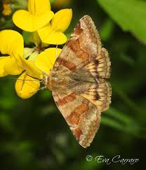 Attēlu rezultāti vaicājumam “Euclidia glyphica”