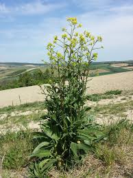 Attēlu rezultāti vaicājumam “Bunias orientalis”