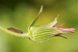 Attēlu rezultāti vaicājumam “Eumedonia eumedon male”