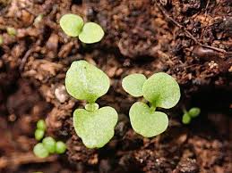 Attēlu rezultāti vaicājumam “Scrophularia umbrosa flower”
