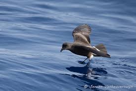 Image result for Oceanodroma castro