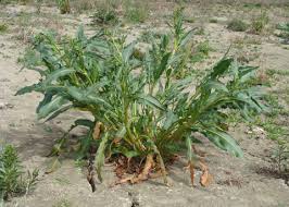 Attēlu rezultāti vaicājumam “Rumex maritimus leaf”