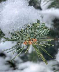 Attēlu rezultāti vaicājumam “Abies sibirica”