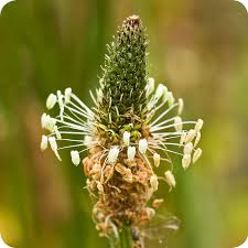 Attēlu rezultāti vaicājumam “Plantago lanceolata flower”