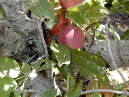 Attēlu rezultāti vaicājumam “Lacanobia contigua larva”