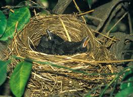 Attēlu rezultāti vaicājumam “Turdus merula nest”