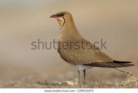 Image result for Glareola pratincola