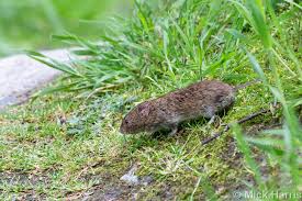 Attēlu rezultāti vaicājumam “Microtus agrestis”