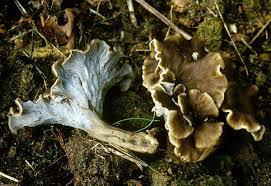 Attēlu rezultāti vaicājumam “Pseudocraterellus”