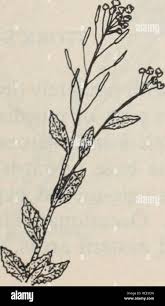 Attēlu rezultāti vaicājumam “Draba nemorosa fruit”