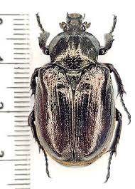 Attēlu rezultāti vaicājumam “Osmoderma barnabita”