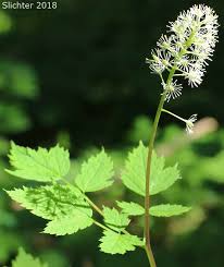 Attēlu rezultāti vaicājumam “Actaea spicata flower”