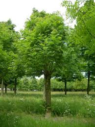 Attēlu rezultāti vaicājumam “Fraxinus excelsior”