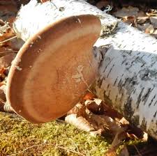 Attēlu rezultāti vaicājumam “Piptoporus betulinus”